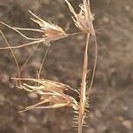 Themeda triandra Mosusu