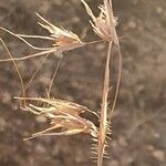 Themeda triandra Egyéb