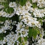 Viburnum plicatum Агульны выгляд