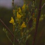 Linaria genistifolia Květ