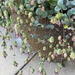 Origanum dictamnus Flower