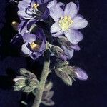Polemonium occidentale Flower