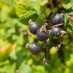 Ribes nigrum Fruto