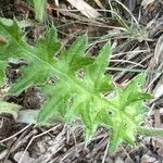 Cirsium tuberosum Foglia