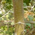 Acacia raddiana പുറംതൊലി