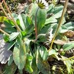 Bellis sylvestris Leaf