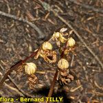 Epipogium aphyllum Mbuma