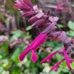 Salvia involucrata Квітка