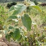 Solanum tettense Fulla