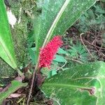 Anthurium hacumense Habit