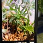 Euphorbia nivulia Hoja