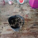 Salvia rosmarinoides Φύλλο