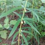 Polygonatum verticillatum Leaf