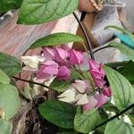 Clerodendrum thomsoniae花