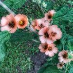 Sphaeralcea bonariensis Flower