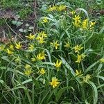 Gagea lutea Habit