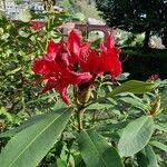 Rhododendron ponticum ᱵᱟᱦᱟ