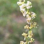 Sesamoides pygmaea Fula