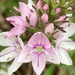 Veronica orsiniana Fiore