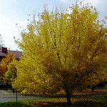 Acer mandshuricum Leaf