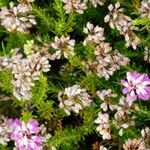 Erica vagans Blomst