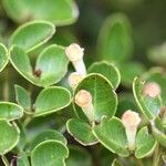 Syzygium deplanchei Hábito
