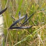 Vicia sativa Fruit