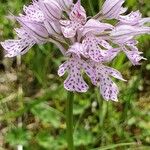 Neotinea tridentata Flower