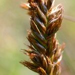 Blysmus compressus Mbuma