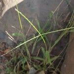 Digitaria ciliaris পাতা