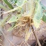 Centaurea benedicta Fruit