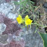 Linaria supina फूल