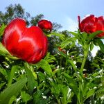 Paeonia peregrina Λουλούδι