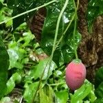 Coccinia grandis Fruit