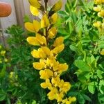 Baptisia sphaerocarpa Flower