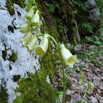 Digitalis grandiflora फूल