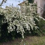 Spiraea × vanhouttei Flower