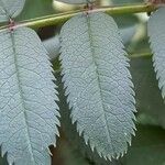 Sorbus koehneana Leaf