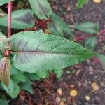 Persicaria microcephala List