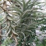 Tillandsia albida Leaf