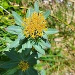 Rhodiola rosea Blad