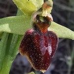 Ophrys exaltata 花