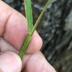 Axonopus fissifolius Bark