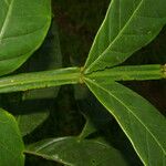 Guarea pterorhachis ഇല