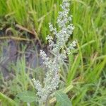 Chenopodium opulifolium Flower