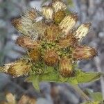 Pentanema squarrosum Flower