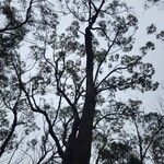Eucalyptus robusta 其他