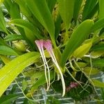 Bulbophyllum biflorumΛουλούδι