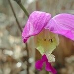 Bletia purpurea Flor