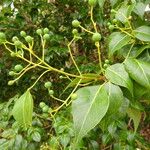 Amyris elemifera Fruit